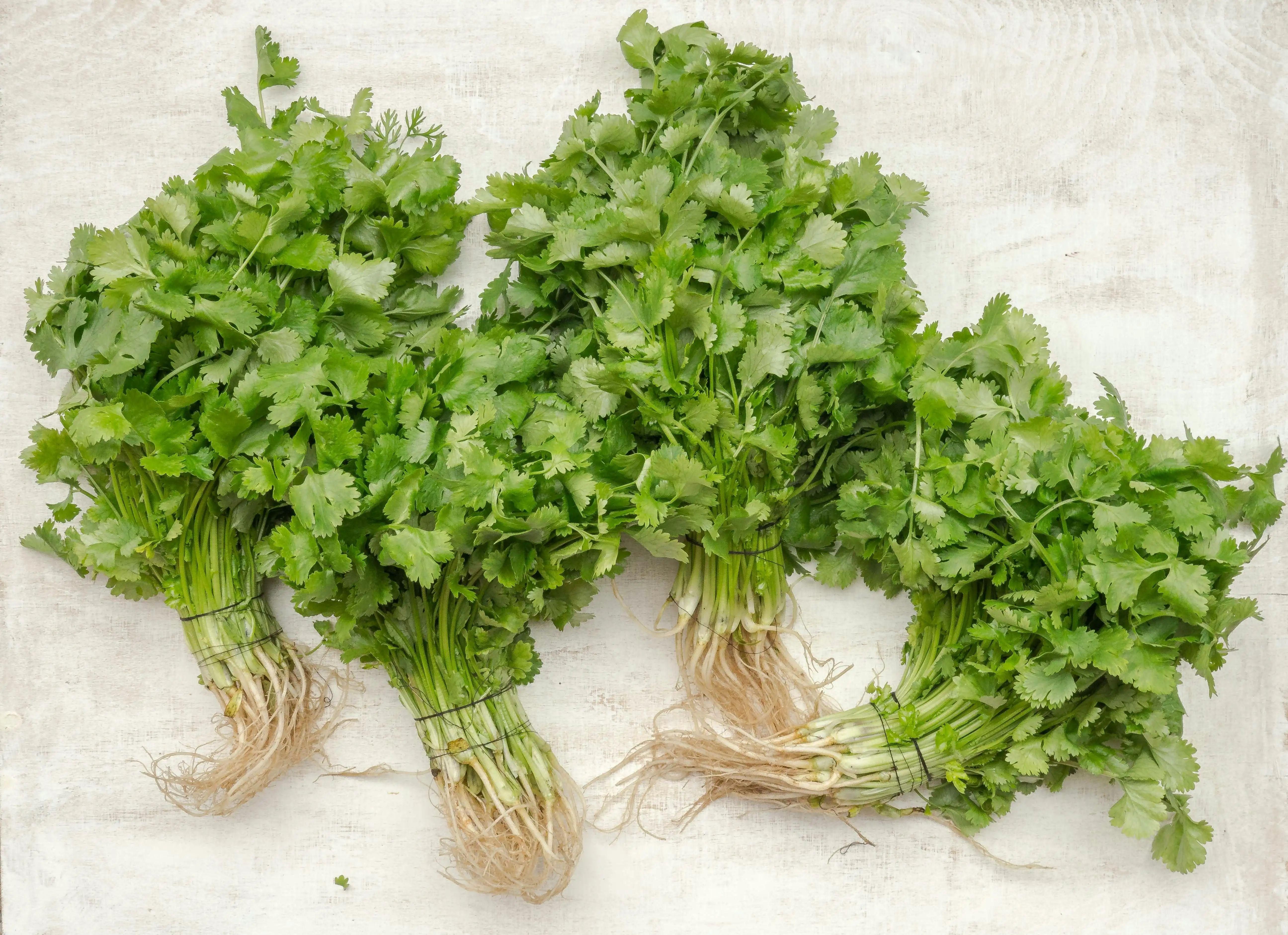 Kolendra (świeża)
