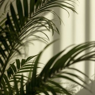 Plants That Soothe Festive Overindulgence