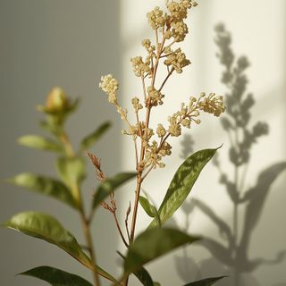 Medicinal herbs for hormonal acne. Hormonal acne treatment options