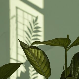 Plants that help reduce body weight
