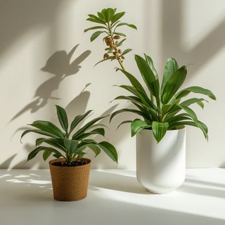 Plants that assist relaxation and sleep - varieties and effectiveness