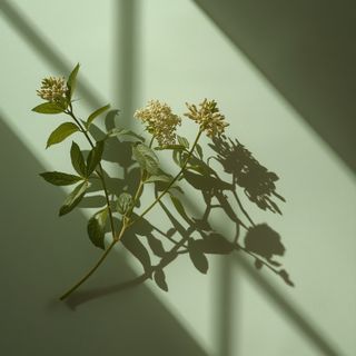 Herbs Supporting Borreliosis Treatment