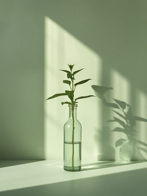 Common pepperwort properties, application, and regulations