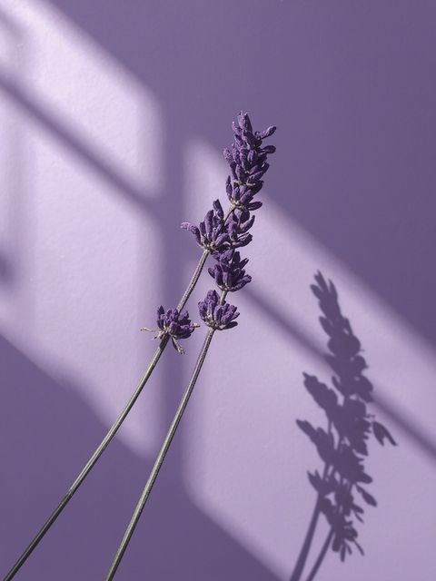 Medicinal Lavender – Health Benefits and Uses
