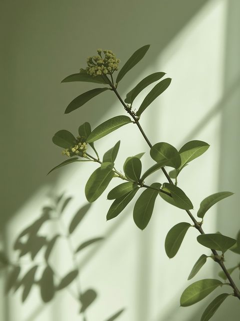 Linden Tree – Medicinal Applications