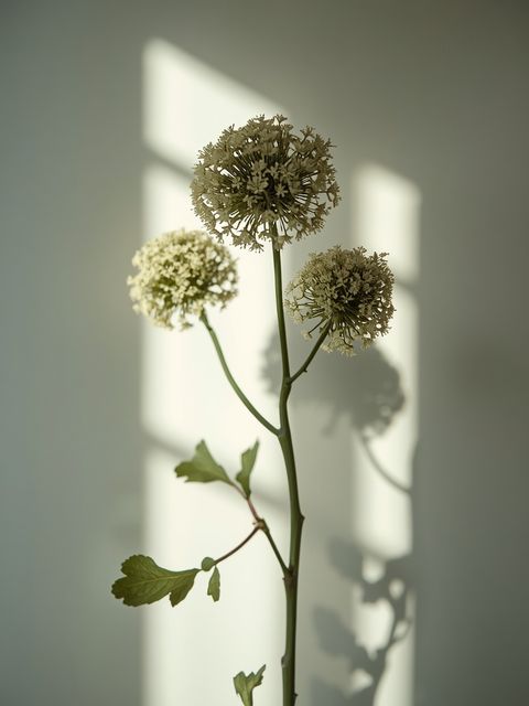 Burdock and Its Positive Properties