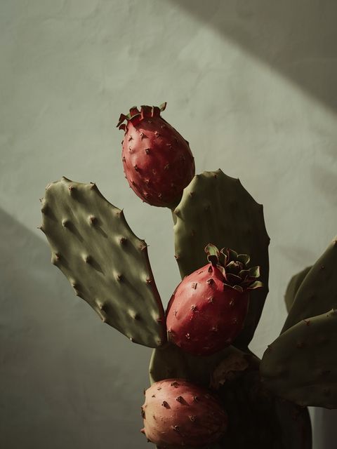 Prickly Pear – Characteristics, Properties, Uses