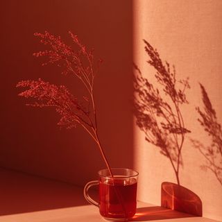 Rooibos – Why You Should Include Red Bush Tea in Your Diet