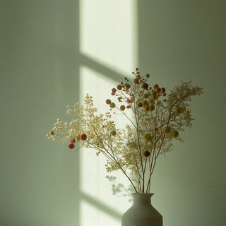 Plants for Soothing the Nervous System