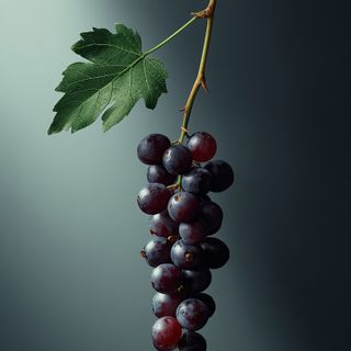 Currant: Properties, Vitamins, and Uses