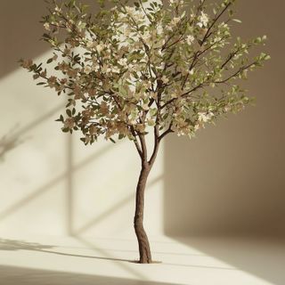 Terminalia arjuna (Arjuna Tree) – Efficacy and Contraindications
