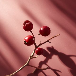 Vogelbeere. Besitzt zahlreiche heilende Eigenschaften und ist eine reichhaltige Vitaminquelle.