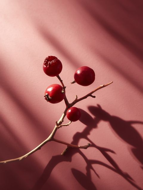 Rowanberry. Has Numerous Healing Properties and Is a Rich Source of Vitamins.