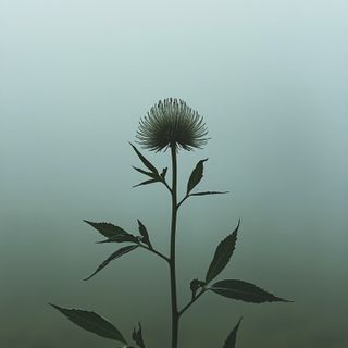 Sosnowsky’s Hogweed – Burns, Symptoms, Treatment. How to Identify Sosnowsky’s Hogweed?