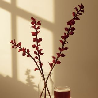 Home Remedies and Plants for Blood Vessels