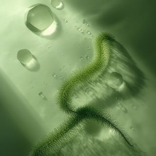 Kann man diese wertvolle Spirulina, also die kostbare Cyanobakterie, verzehren?