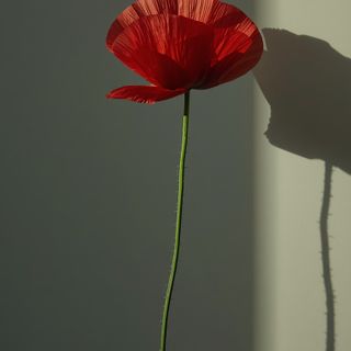 Red Poppy: Effects, Contraindications and Adverse Reactions