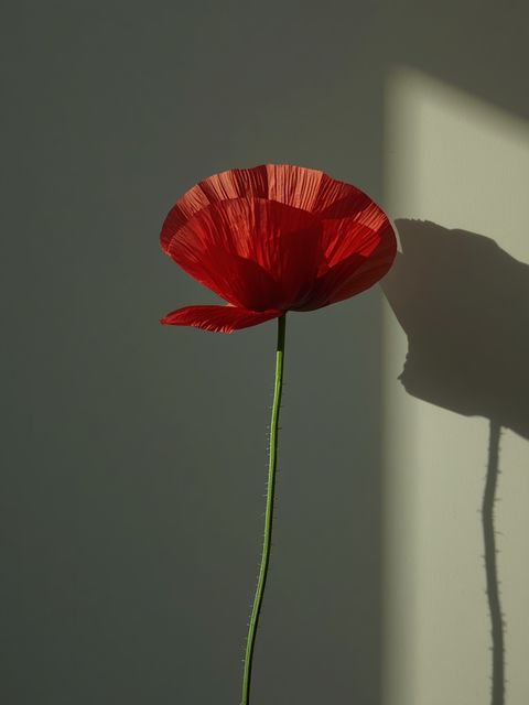 Red Poppy: Effects, Contraindications and Adverse Reactions