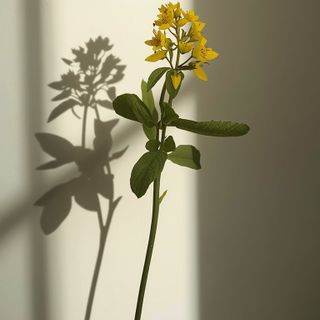 Eigenschaften, Gegenanzeigen und Anwendungen von Johanniskraut (*Hypericum perforatum*)