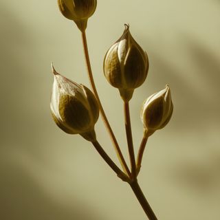 Plant Extracts – Concentrated Nutrients in Buds