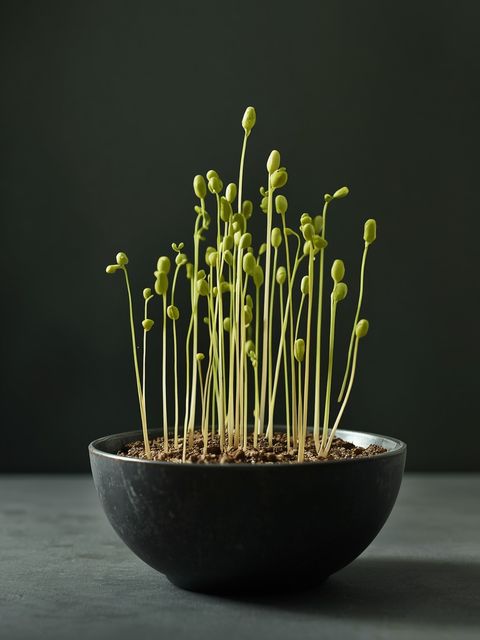 Mung Beans – Features, Preparation, Recipes… Sprouting Mung Bean Shoots