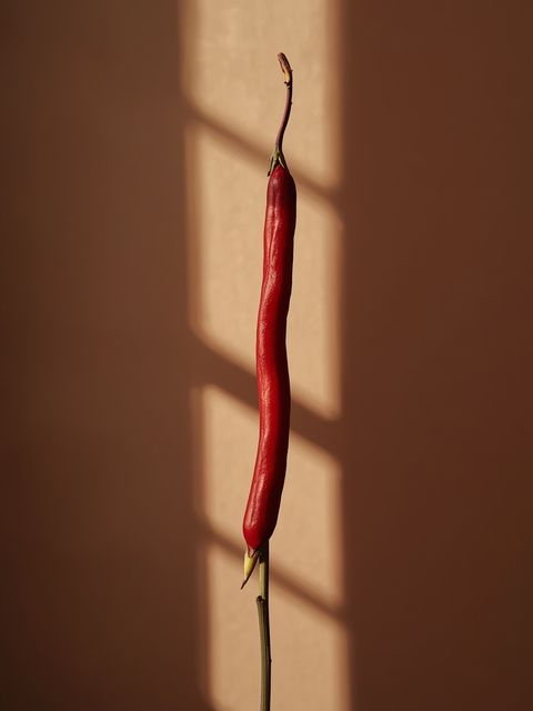 Red Yardlong Bean *Phaseolus vulgaris*
