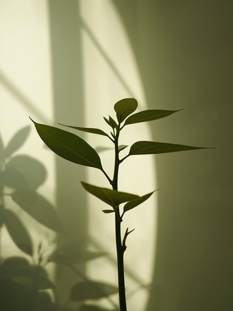 Plant Hormones: Function and Occurrence of Phytoestrogens