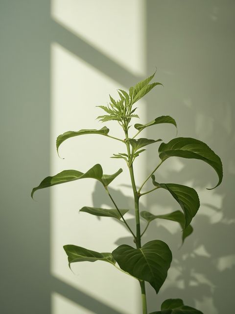 Plant Sterols – Action, Occurrence, and Application