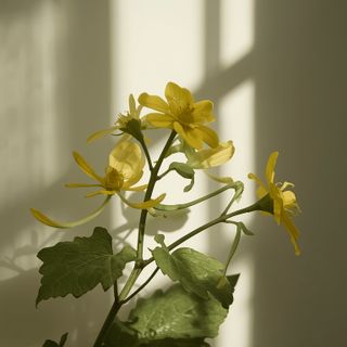 Greater Celandine Herb – Distribution, Constituents, Properties, Application and Preparation
