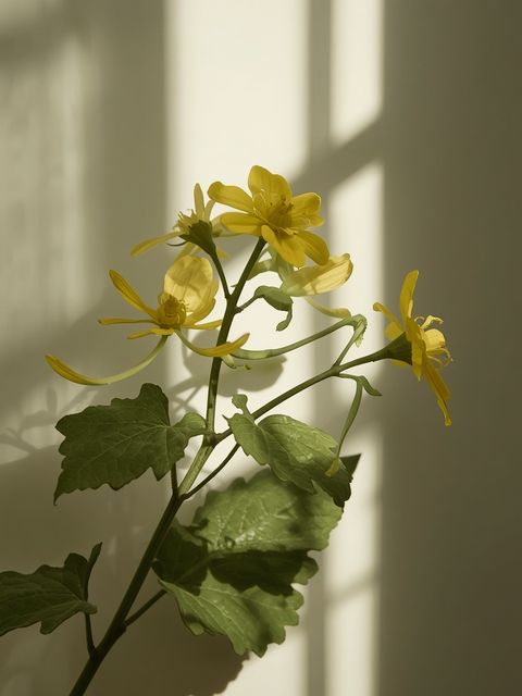 Greater Celandine Herb – Distribution, Constituents, Properties, Application and Preparation