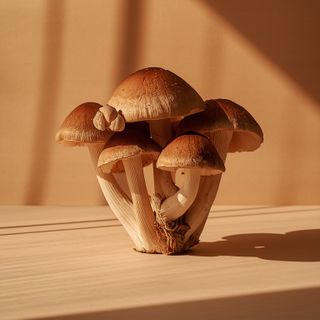 Grzyby reishi – właściwości, działania niepożądane, cena