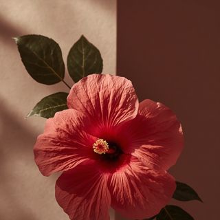 Hibiskus i jego rola w zapobieganiu chorobom