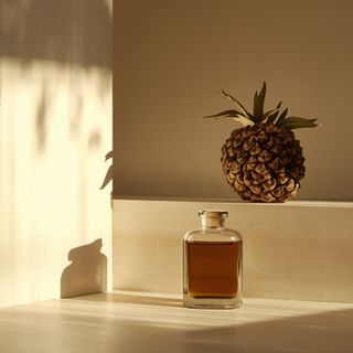 Hoodia – Properties, Weight Loss, Reviews