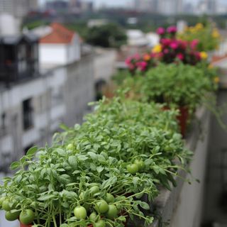 Balkongarten auf der Balustrade – Kräuter, Sprossen und Gemüse für jeden