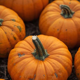 Dynia nie tylko na Halloween - odkrywamy jej korzyści dla zdrowia!