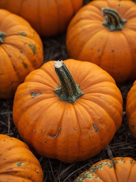 Kürbis nicht nur zu Halloween - wir entdecken seine gesundheitlichen Vorteile!