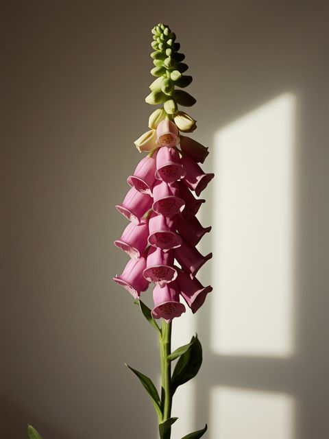 How Does Foxglove Work and Is It Poisonous?