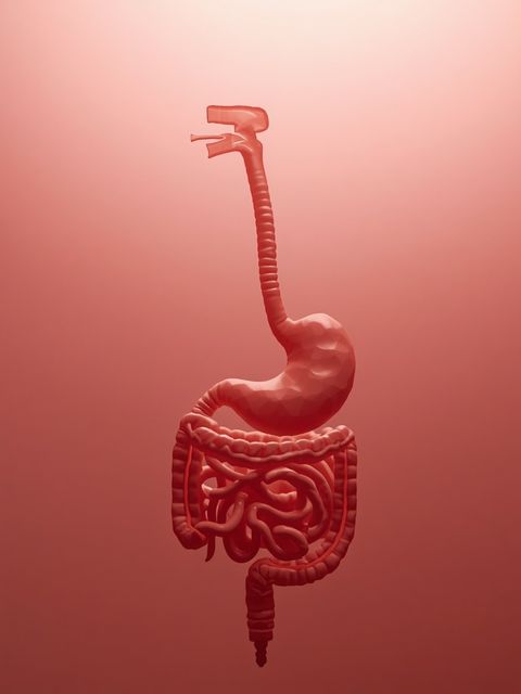 Digestive Tract: Structure of the Esophagus and Intestines, Functions, Most Common Issues, Treatment Methods