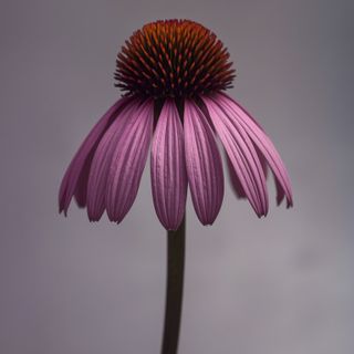 Purple Coneflower (<i>Echinacea</i>) – Properties, Medicines, for Children