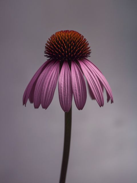 Purple Coneflower (<i>Echinacea</i>) – Properties, Medicines, for Children