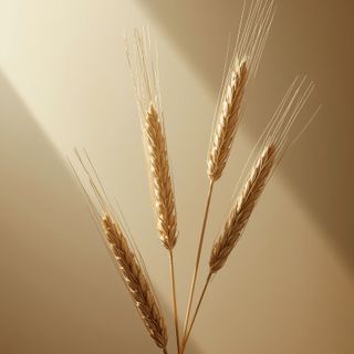 Oats and Barley as a Dietary Source of Beta-Glucan