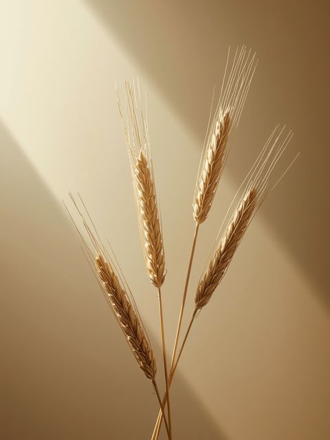 Oats and Barley as a Dietary Source of Beta-Glucan
