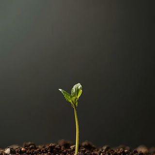 Seed Germination – Why and How to Grow Them Yourself