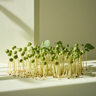 Sunflower Sprouts – Cultivation and Nutritional Values
