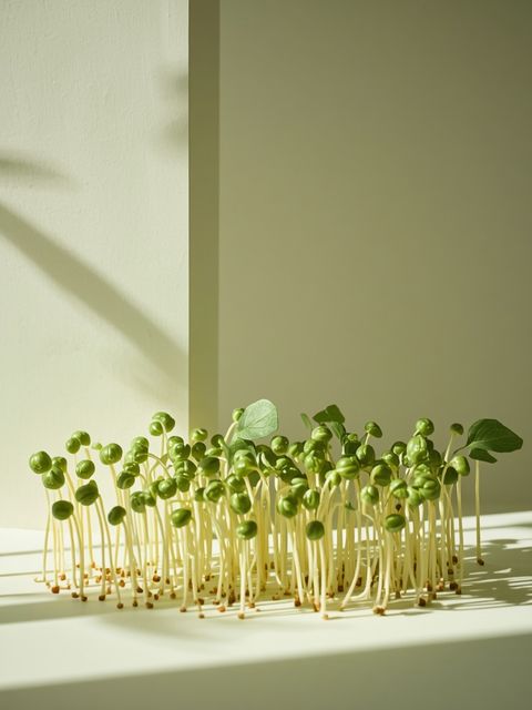 Sunflower Sprouts – Cultivation and Nutritional Values