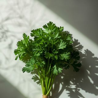 Properties and Uses of Parsley Root
