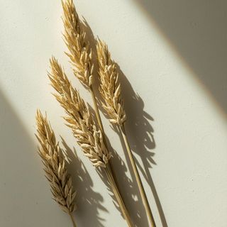 Caraway – Properties and Uses for Weight Loss and Bloating Relief