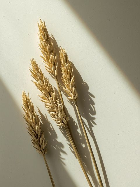 Caraway – Properties and Uses for Weight Loss and Bloating Relief