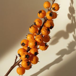 Sea Buckthorn – Medicinal Properties and Uses of Sea Buckthorn Oil
