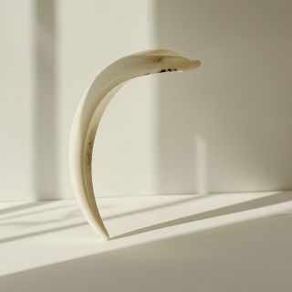 Cat’s Claw – Features, Uses, Cost, Reviews